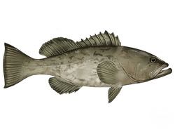 Gag Grouper
